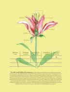 flower illustration