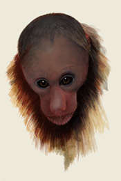 cacajao, monkey