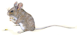 mouse