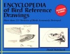 Bird Reference Drawings