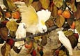 Jessie Arms Botke - Persimmons and Cockatoos