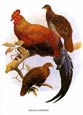 Joseph Wolf - Birds  4 of 6