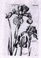 de Bry: Iris