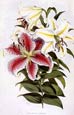 Walter Fitch - Lilies  1 of 4