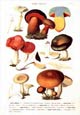 Anton Hartinger - Fungi II