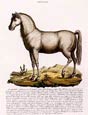 Innocente Alessandri - Italian Animals  6 of 16 Il Dromedario