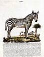 Innocente Alessandri - Italian Animals  5 of 16 (Zebra)