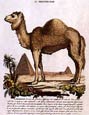 Innocente Alessandri - Italian Animals  6 of 16 Il Dromedario