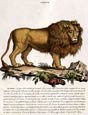 Innocente Alessandri - Italian Animals  8 of 16 (Leone)