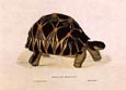 Edward Lear - Tortoises  1 of 2