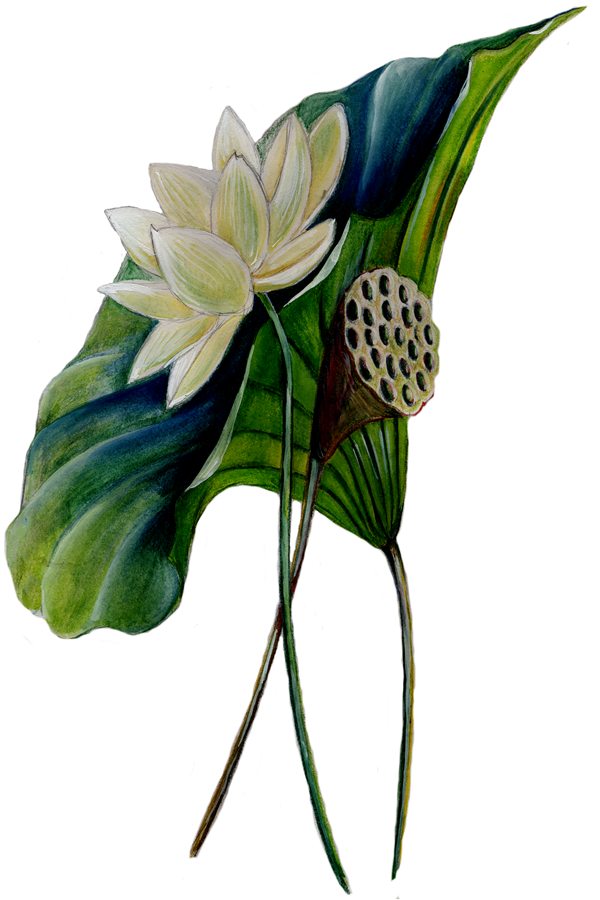 American lotus in bloom, watercolor illustration by Gina Mikel