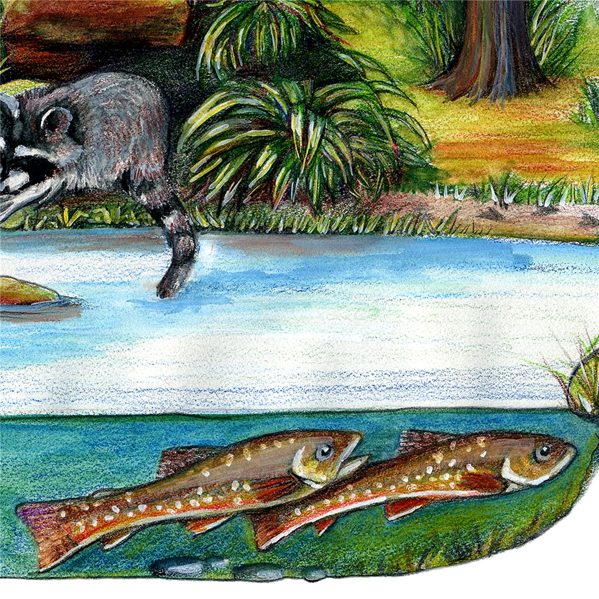 Brook trout in a stream, illustration by Gina Mikel