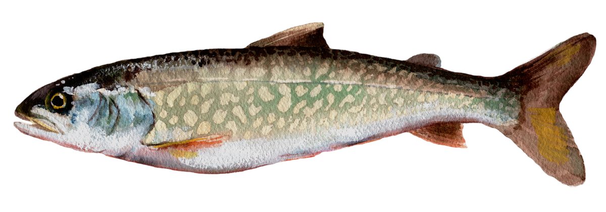 Lake trout, lean form, illustration by Gina Mikel